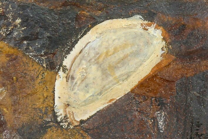 Paleocene Fossil Seed Pod - North Dakota #133041